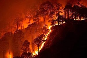 Forest Fire Bandipur, burning trees on a hill